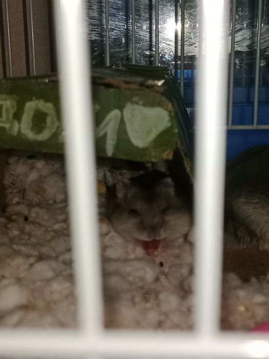 Отдам хомячка в добрые руки