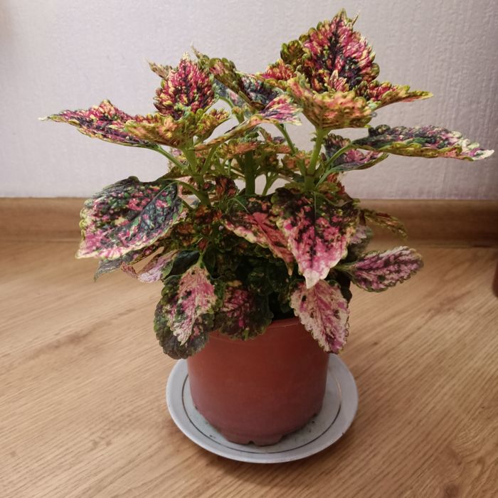 Продам комнатные цветы