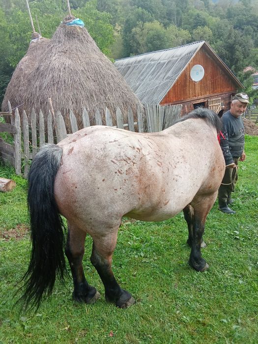 Cal de vânzare!!!