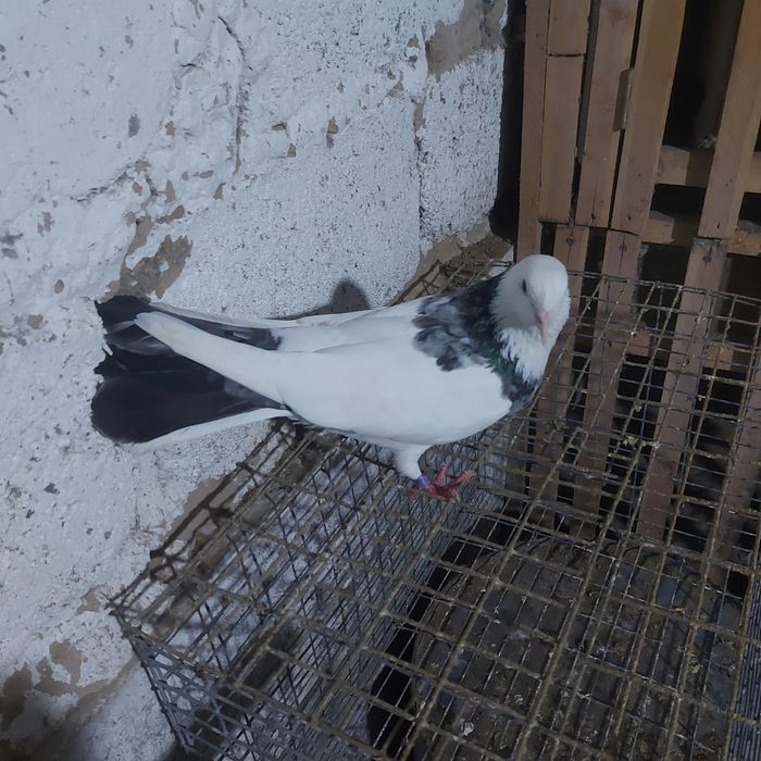 Мрамор шейка самка плодный