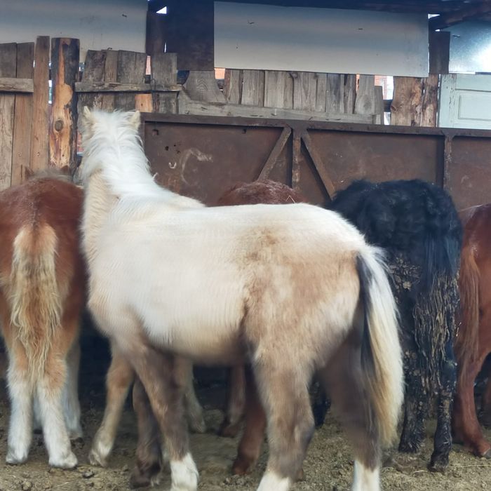 Кобылки жеребята