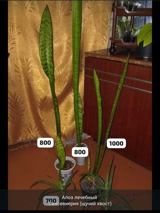 Суккуленты,укореняшки и срезы