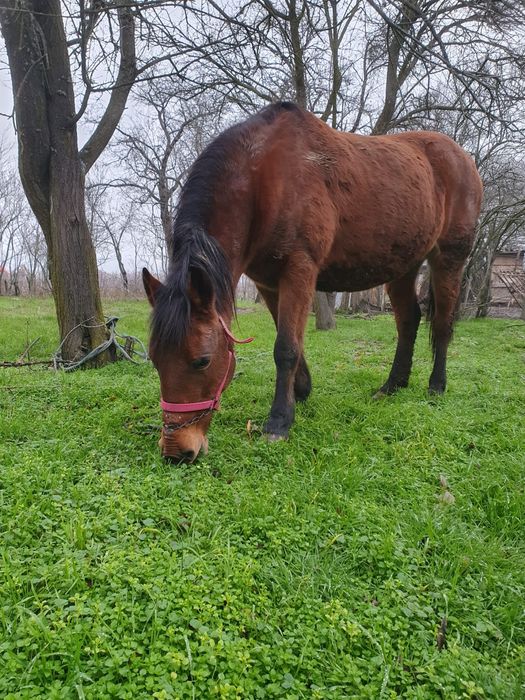 Vand iapa cu caruta la pachet
