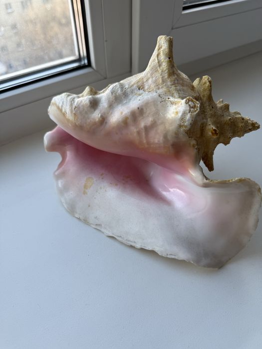 Продам морские ракушки