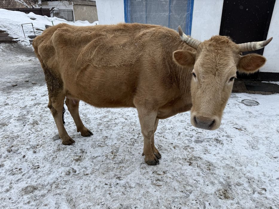 В продаже коровы