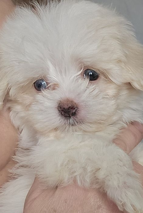 Мальтипу разных окрасов