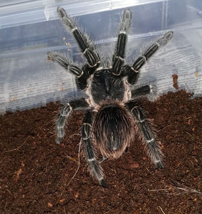 Паук птицеед Ласиодора парахибана