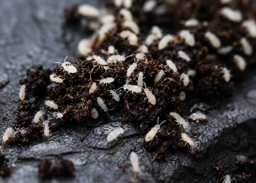 White Isopods Springtails 500ml-100 lei  Ecosistem Bioactiv Hrană Vie Decor Natural Terariu Sănătos Curat Echilibrat de la crescatori autorizati