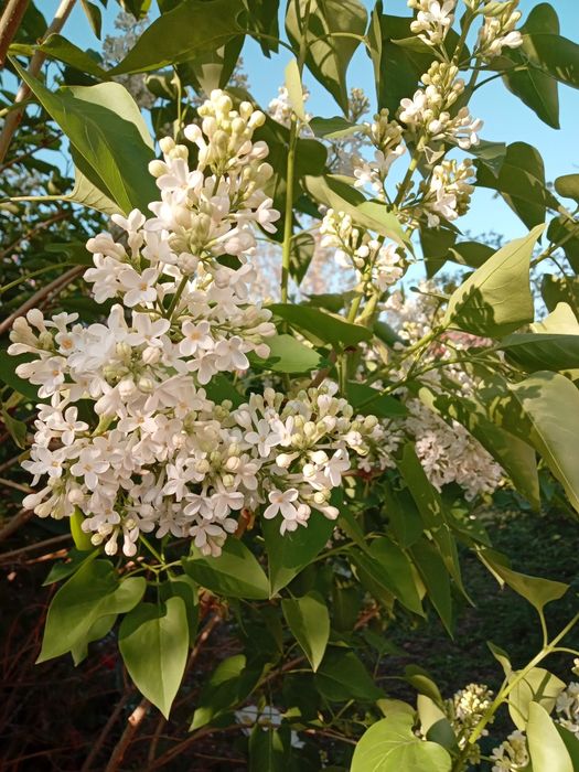 Продам белую сирень