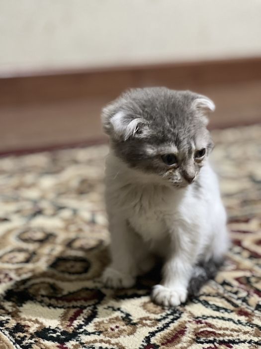 Mushuk zotdor toshkent