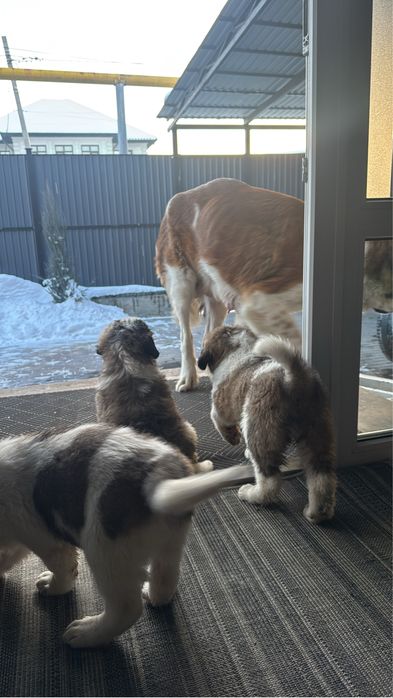 Щенки московской сторожевой