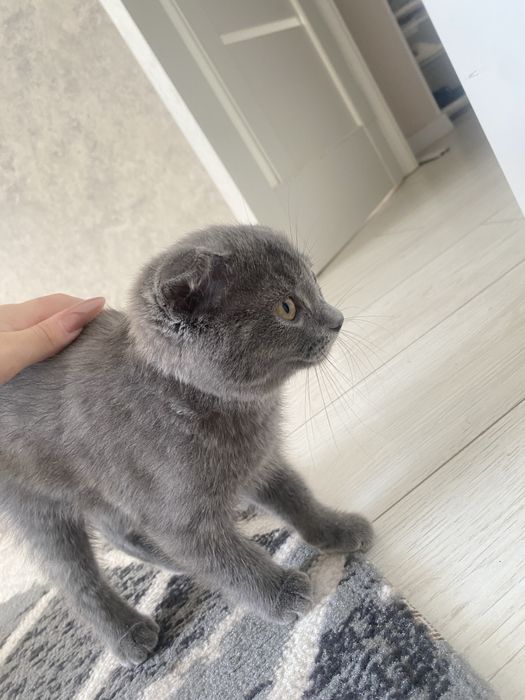 Котенок шотландский