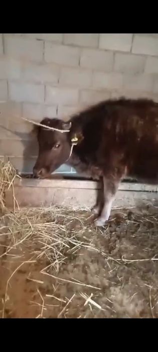 Кунажын сатылады