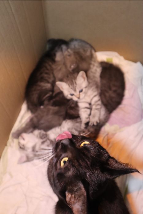Кошку в добрые руки
