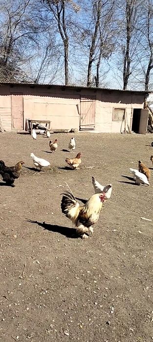 Домашный  курица  Қолдың тауығы