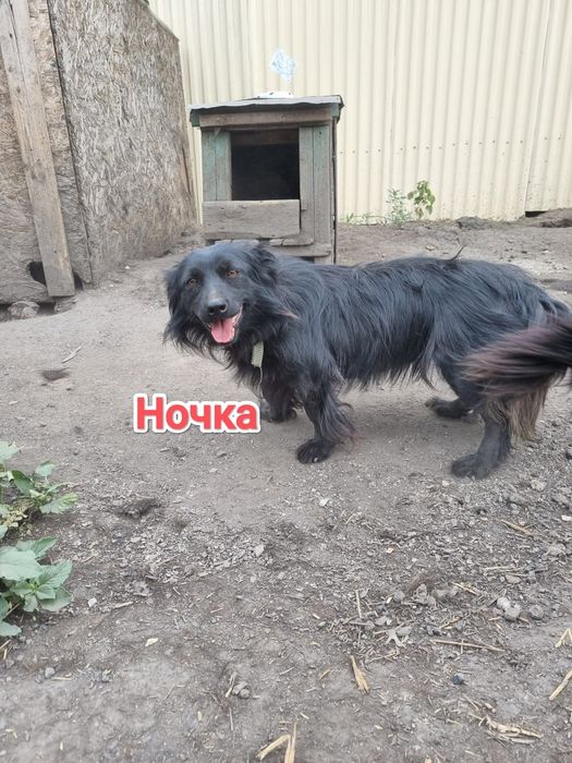 Дарю в добрые и ответственные руки