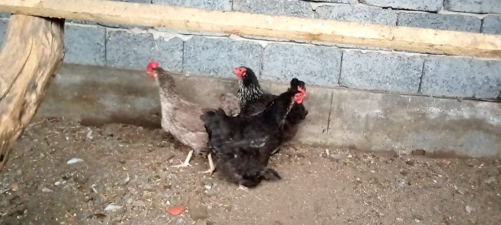 продам куриц и петухов