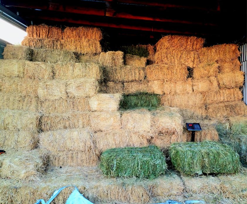 Продам сено Люцерна, Жонышка сатылады