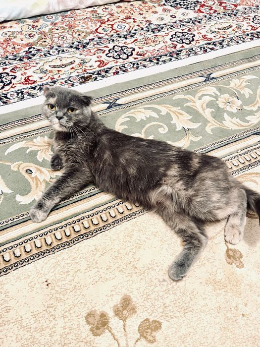 Продам кошка британский висалухий