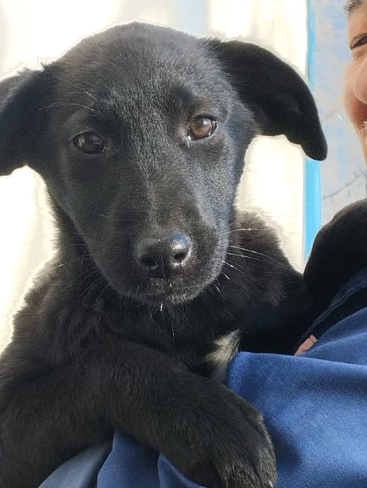 Щенок. Собака. Девочка в добрые руки!