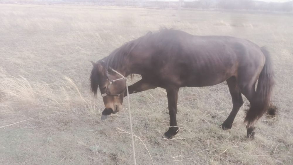 Жорға айғыр сатылады