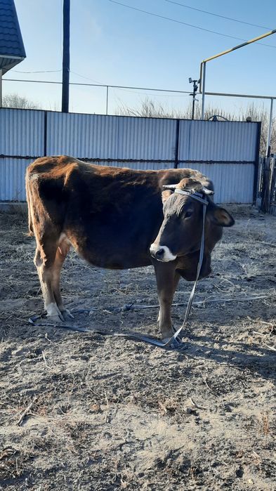 Сиыр сатылады Шелек