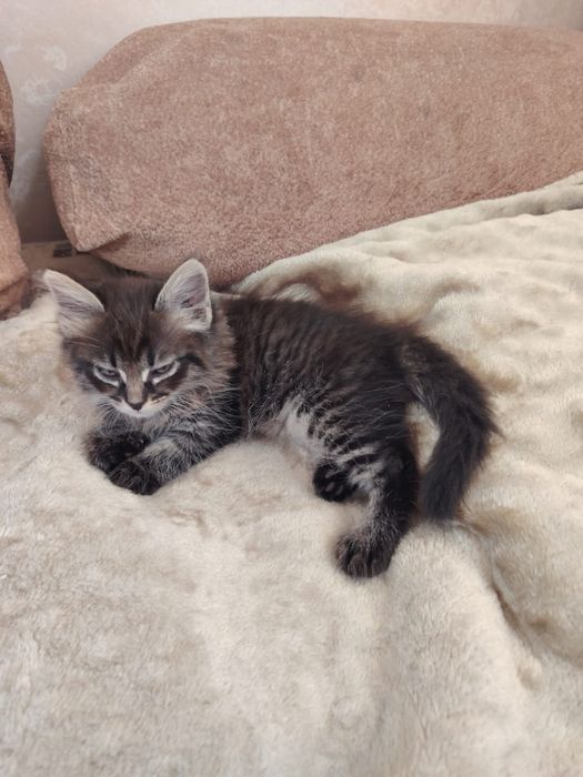 Отдам котят в хорошие руки