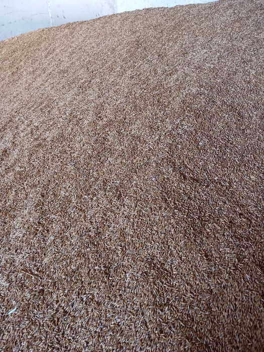 Porumb și orz de vânzare