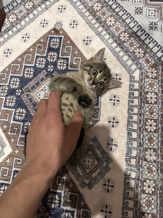 Дружилюбные котята
