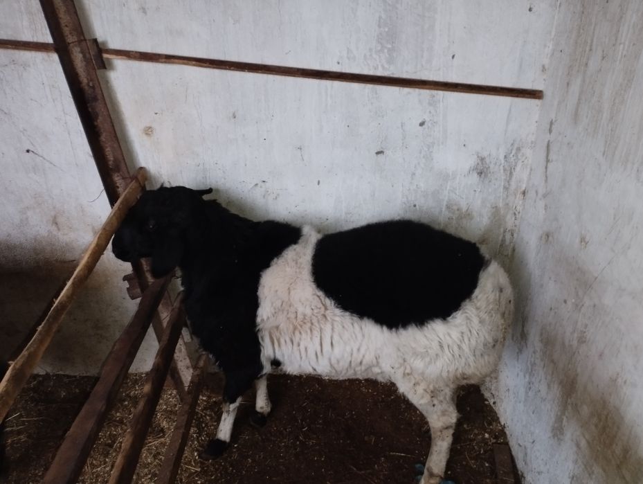 Qoʻchqorla bor sotiladi