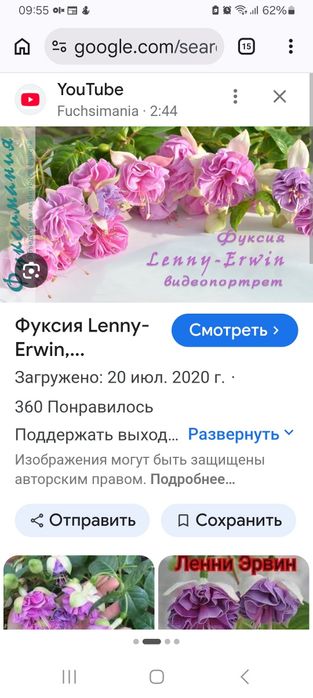 Фуксия, copт  Lenny Erwin