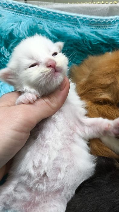 Эксклюзив! Снежные МЕЙН КУНЫ  , под Резерв