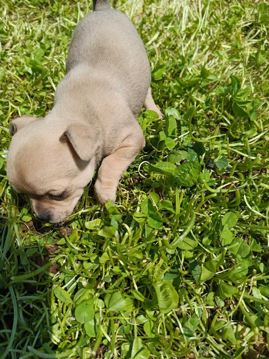 мини чихуахуа кученца