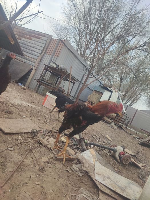 Шамо шөже сатылат