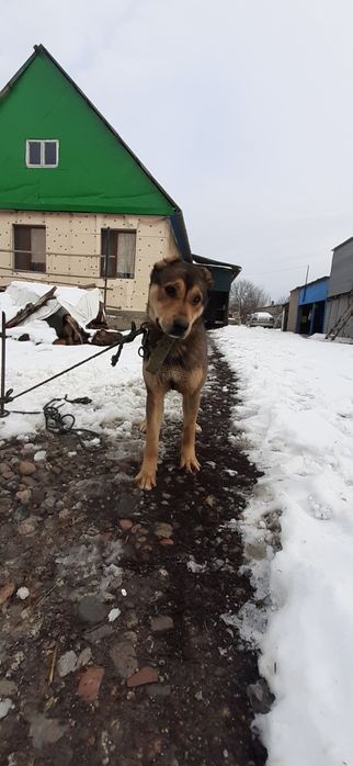 Продам щенок САО Төбет