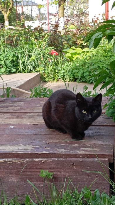 DONEZ - SPRE ADOPTIE - 3 pisici prea frumoase !