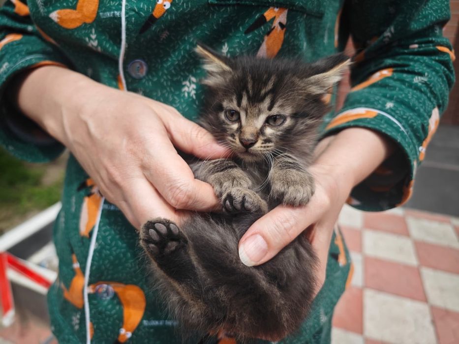 Отдам котят в добрые руки!
