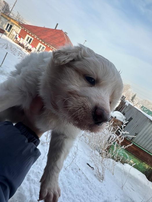 Отдам щенков в добрые руки