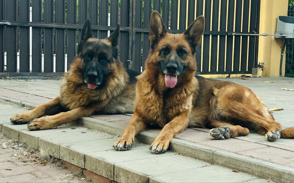 Femeluta ciobanesc german