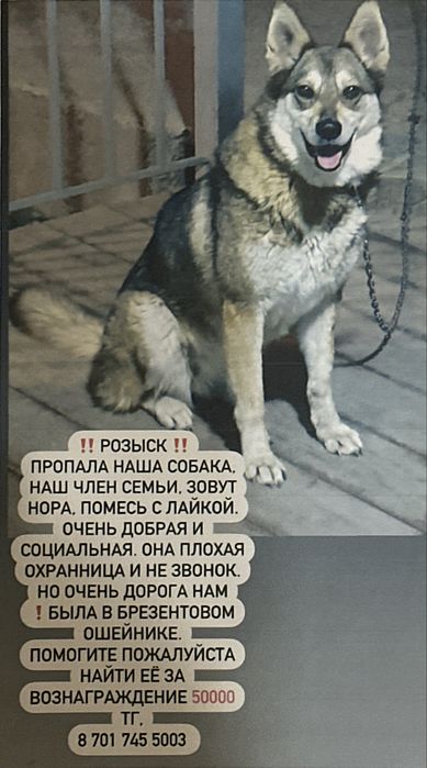 Розыск собаки Норы