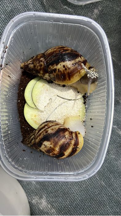 Улитка 2000 тенге