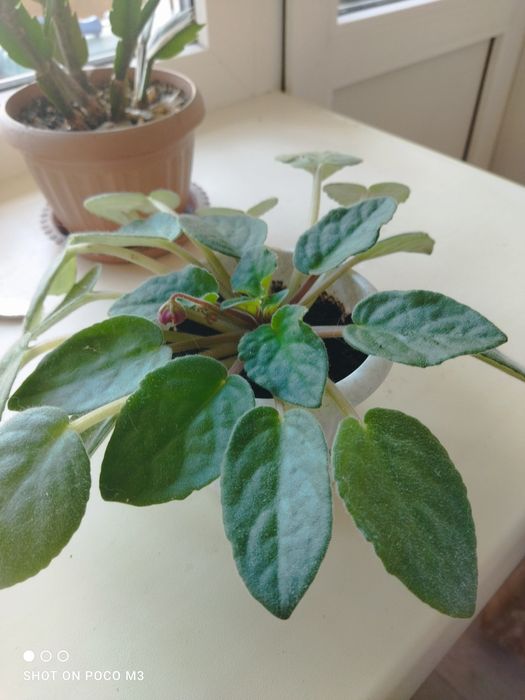 Фиалка  цветок..