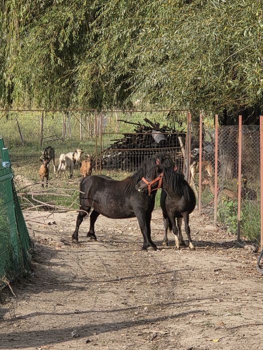 Vand sau schimb 2 poneițe negre