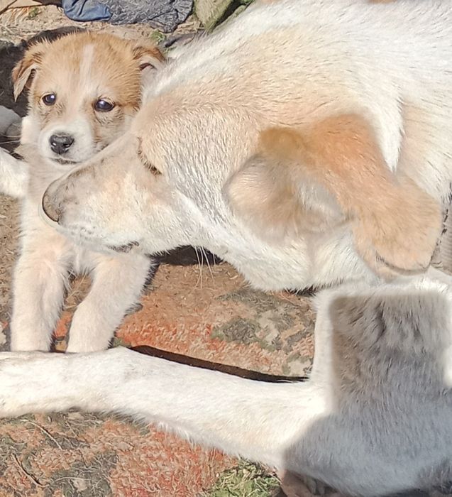 Щенки кабель даром