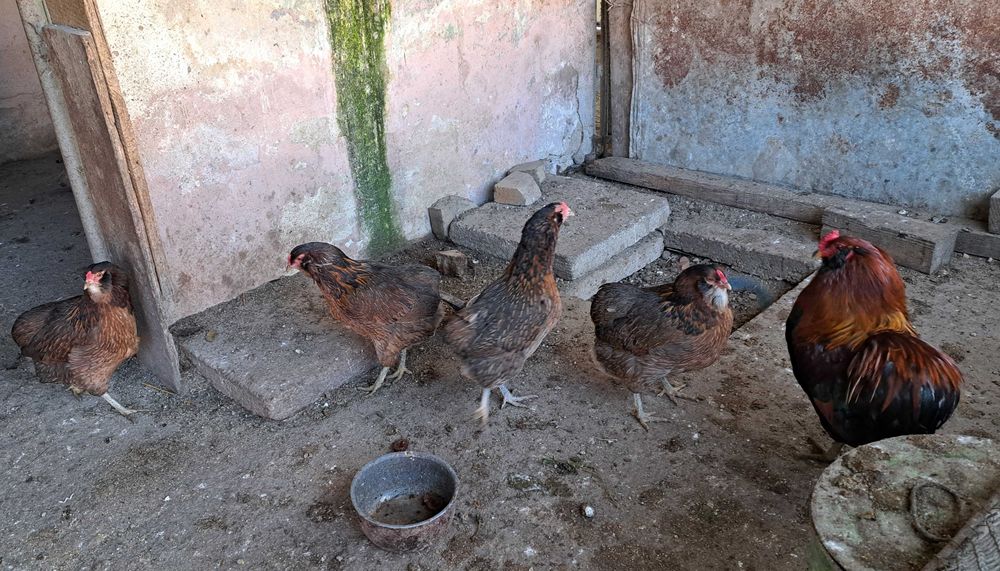 Ouă araucana - 8 lei