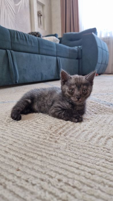 Отдам котят бесплатно