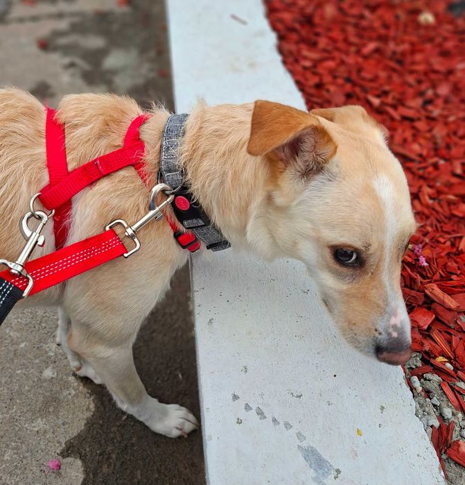 Adoptie caine superb pt curte mare