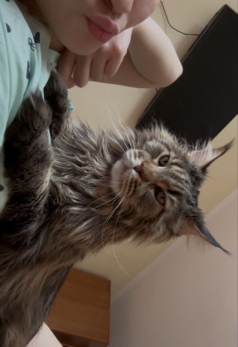 Кошка Мейнкун 23000