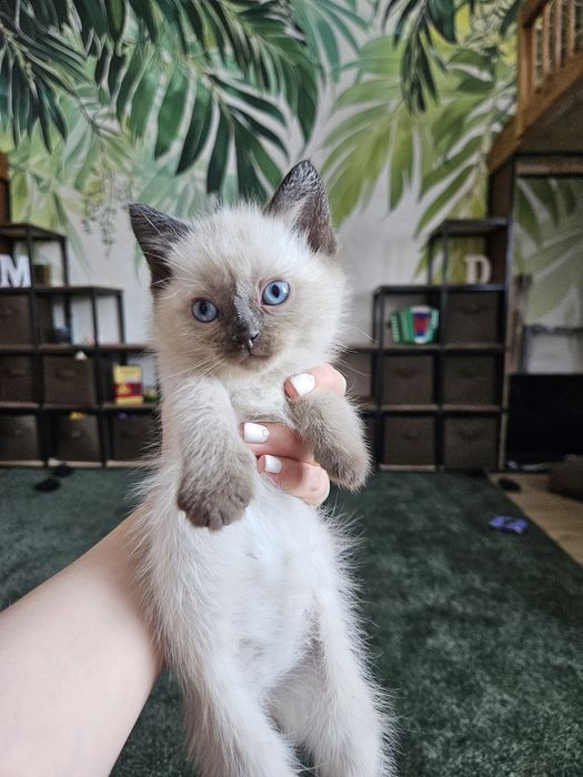 Отдам котёнка мальчик