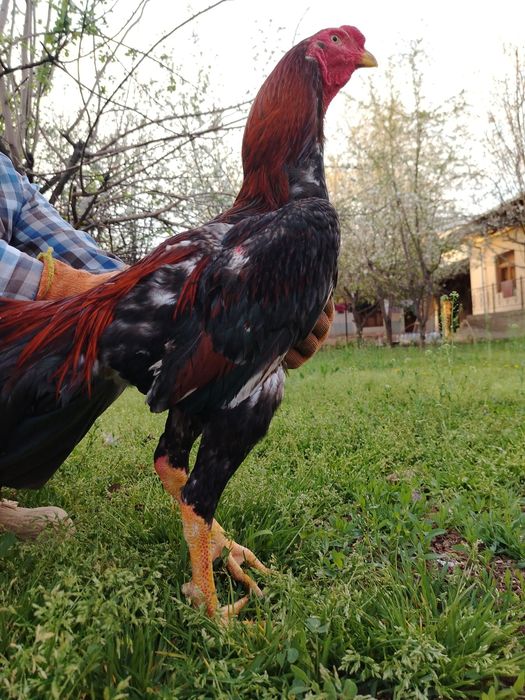 Дакан хороз сотилади